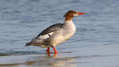 7: merganser-0C3_0343