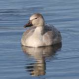 1: Snow Goose 0C3_0538