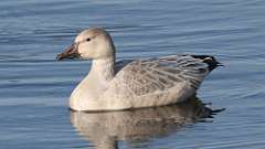 3: Snow Goose 0C3_0544