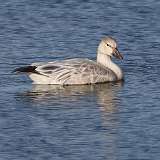 2: Snow Goose 0C3_0574