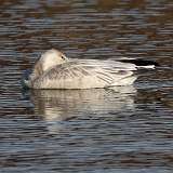 4: Snow Goose 0C3_0623