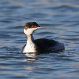 2: Horned Grebe 0C3_0064