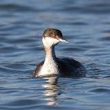 4: Horned Grebe 0C3_0085