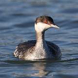 1: Horned Grebe 0C3_0122