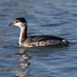 3: Horned Grebe 0C3_0131