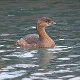 1: 2022-01-01-Pied-billed grebe 7D2_0491