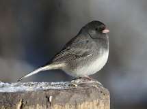 2: 2022-01-03-dark-eyed junco 7D2_0571