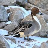 3: 2022-01-16-Northern pintail 7D2_0747