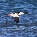 4: 2022-02-20-common-merganser-7D2_0793