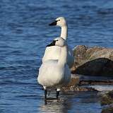 5: 2022-02-20-tundra-swan-7D2_0897