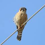 6: 2022-02-21-American Kestrel-7D2_1471