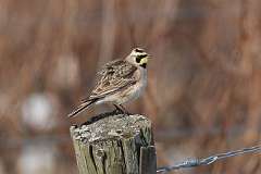 7: 2022-02-21-Horned lark-7D2_1406