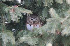 9: 2022-03-05-Northern saw-whet owl-7D2_0261