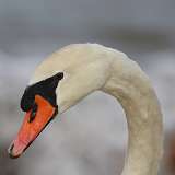 8: 2022-03-05-mute-swan-7D2_0342