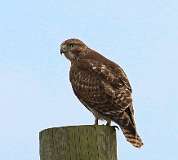 10: 2022-03-05-red-tailed-hawk-7D2_0509