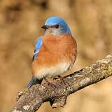 16: 2022-03-09-eastern-bluebird1-7D2_1910