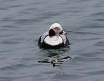 19: 2022-03-14-long tailed duck JTS_0479