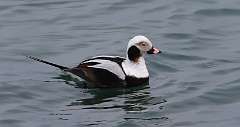 20: 2022-03-14-long tailed duck JTS_0485