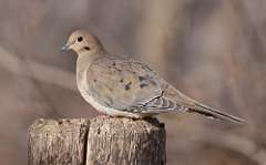 21: 2022-03-20-mourning-dove-CR3_1536