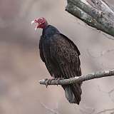 23: 2022-03-24-turkey-vulture-CR3_2352