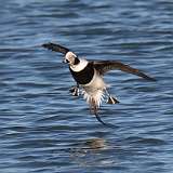 25: 2022-03-29-long-tailed duck-feet-in-flight-CR3_2246