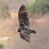 27: 2022-03-31-vulture-CR3_0533