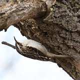 28: 2022-04-02-brown-creeper-CR3_4439