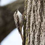 29: 2022-04-02-brown-creeper-CR3_4524