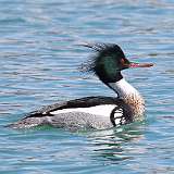 40: 2022-04-08-Red-breasted merganser-CR3_6284