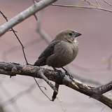 36: 2022-04-08-cowbird-CR3_5985