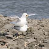 37: 2022-04-08-gulls-mating-CR3_6382