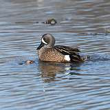 43: 2022-04-10-Blue-winged Teals mating CR3_1015