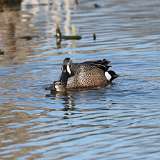 44: 2022-04-10-Blue-winged Teals mating CR3_1027