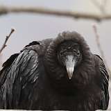 45: 2022-04-11-black-vulture-0C3_0402