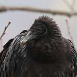 46: 2022-04-11-black-vulture-0C3_0408