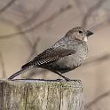 48: 2022-04-12-Brown-headed Cowbird-0C3_1566