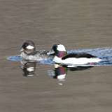 53: 2022-04-20-Bufflehead-0C3_0343