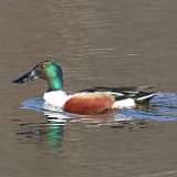 54: 2022-04-20-Northern shoveler1