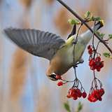 56: 2022-04-23-Cedar waxwing-2022-04-23-0C3_0045