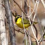 57: 2022-04-24-Kentucky Warbler -0C3_0109