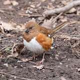 58: 2022-04-27-Eastern Towhee 0C3_0046