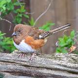 59: 2022-04-27-Eastern Towhee 0C3_0100