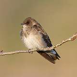 60: 2022-04-28-Northern Rough-winged Swallow-0C3_0259