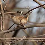 61: 2022-04-30-sedge-wren-0C3_0427