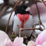 62: 2022-05-01-Rose-breasted Grosbeak 0C3_0644