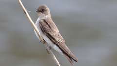 66: 2022-05-06-Northern Rough-winged Swallow 0C3_0253