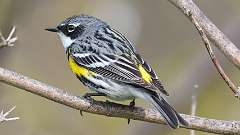 69: 2022-05-06-Yellow-rumped Warbler-0C3_0097