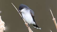 65: 2022-05-06-eastern-kingbird-0C3_0340