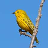 70: 2022-05-07-yellow-warbler-0C3_0151