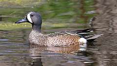 71: 2022-05-08-Blue-winged teal-0C3_1145